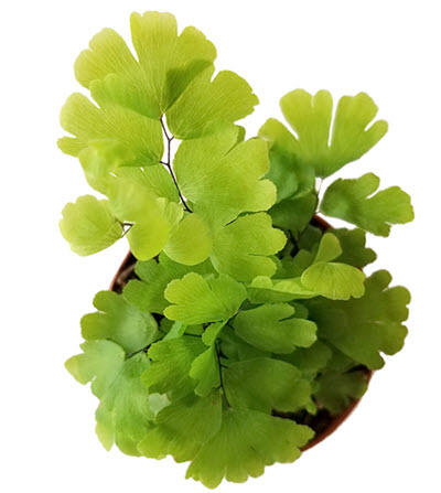 2" Fern Maidenhair Assortment